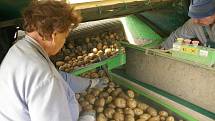 Sběr brambor u Stanovic
