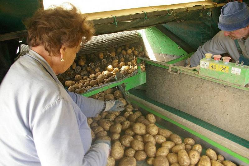 Sběr brambor u Stanovic