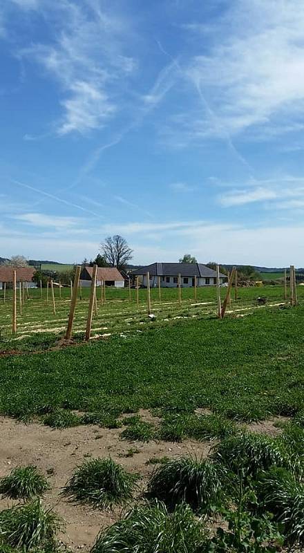 Rodinná borůvková farma Samšín.