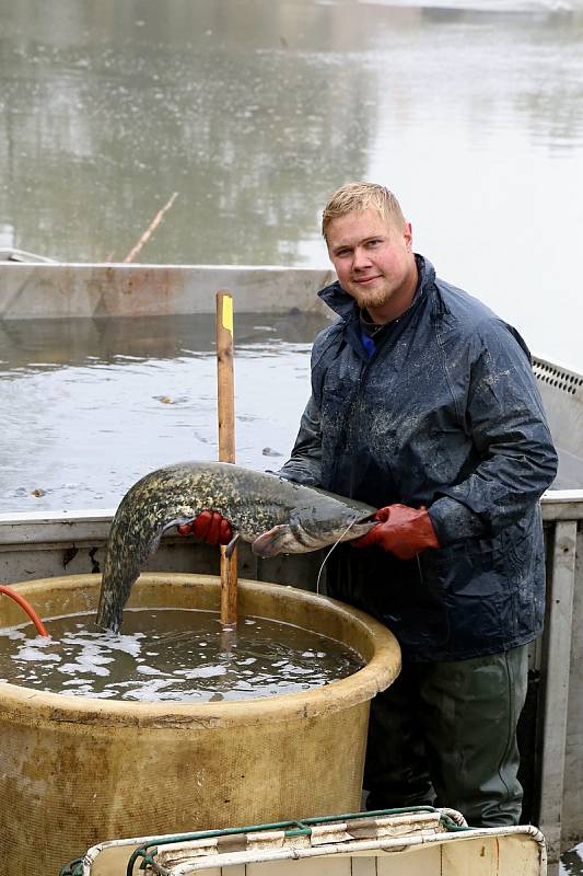 Výlov Hůrkova rybníka v Bohdalíně.