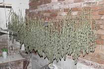 Obviněná vypěstovala téměř dvě stovky rostlin konopí, které na počátku října sklidila a v prostoru pěstírny je sušila v úmyslu získat marihuanu. 