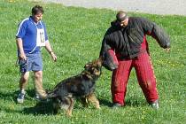 Ačkoliv to tak na první pohled nevypadá, podle figurantů vnímají psi zadržení pachatele jako hru. 