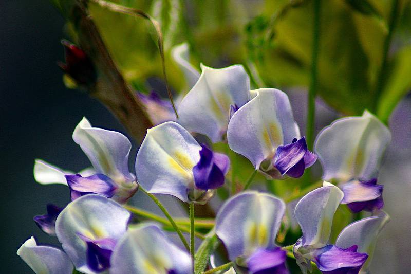 Kvetoucí kráska. Popínavá rostlina vistárie je pastvou pro oči.