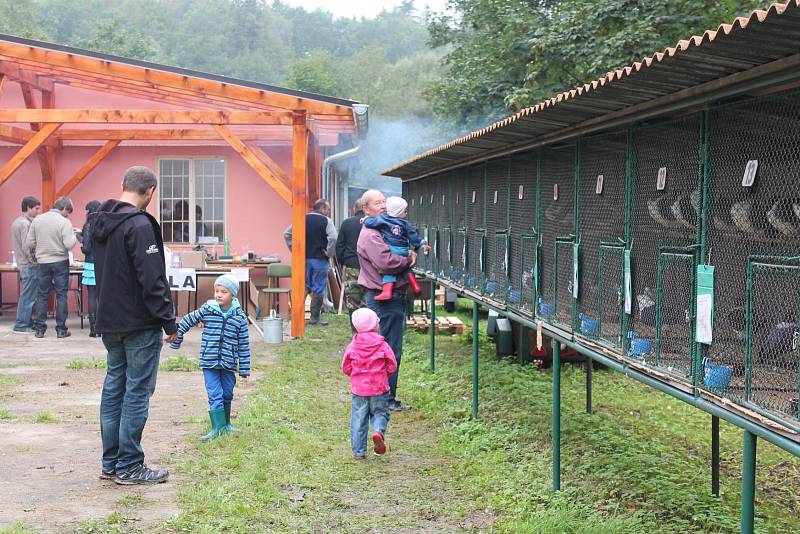 PESTRÁ NABÍDKA. Okresní výstava králíků, drůbeže a holubů v Pelhřimově. 