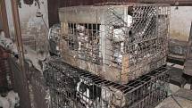 Muž a žena, kteří v centru Kamenice nad Lipou chovali přes dvě stě psů v otřesných podmínkách, jsou obviněni ze spáchání trestného činu.