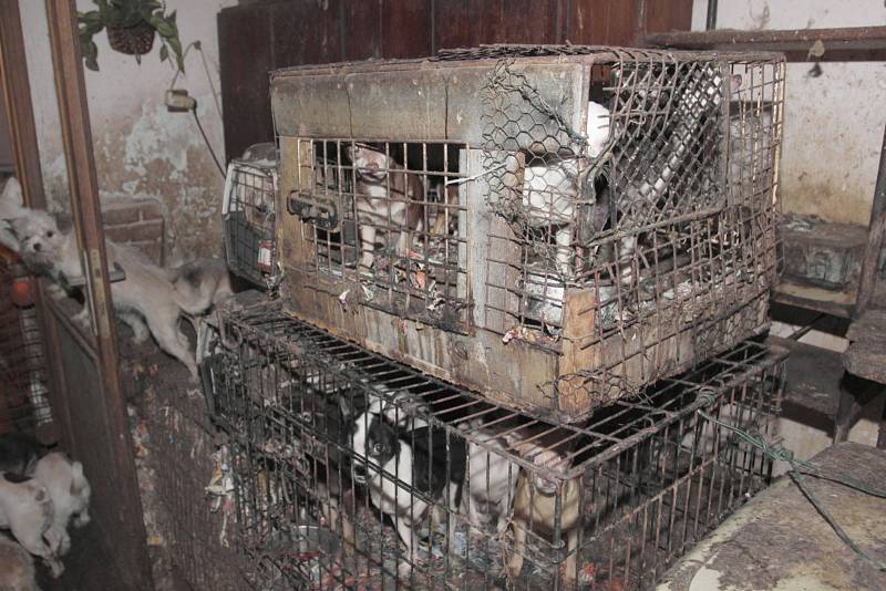 Muž a žena, kteří v centru Kamenice nad Lipou chovali přes dvě stě psů v otřesných podmínkách, jsou obviněni ze spáchání trestného činu.