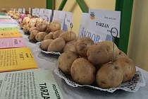 Součástí programu polního dne o bramborách na humpoleckém školním statku  byla prezentace odrůd brambor.