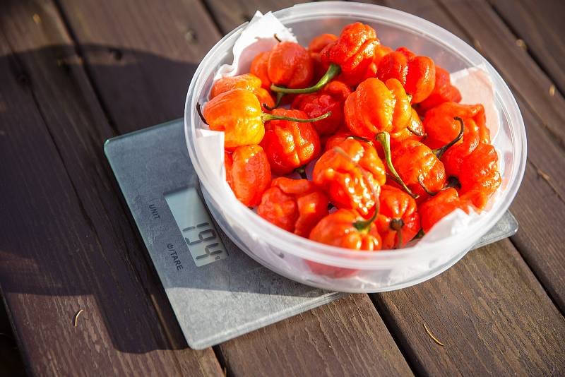 Do České knihy rekordů byl 19. listopadu 2020 zapsán Radim Řehůřek s rekordem, ve kterém za deset minut snědl 13 papriček Trinidad Moruga Scorpion Red, které se řadí k nejpálivějším na světě.