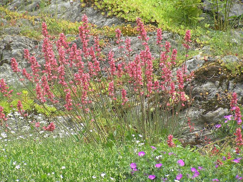 Tak vypadají na jaře zahrady kolem hradu Kámen na Pelhřimovsku