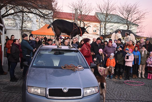 Střelba, kozy a zpěv. Vánoční trh v Humpolci připomínal spíše jaro