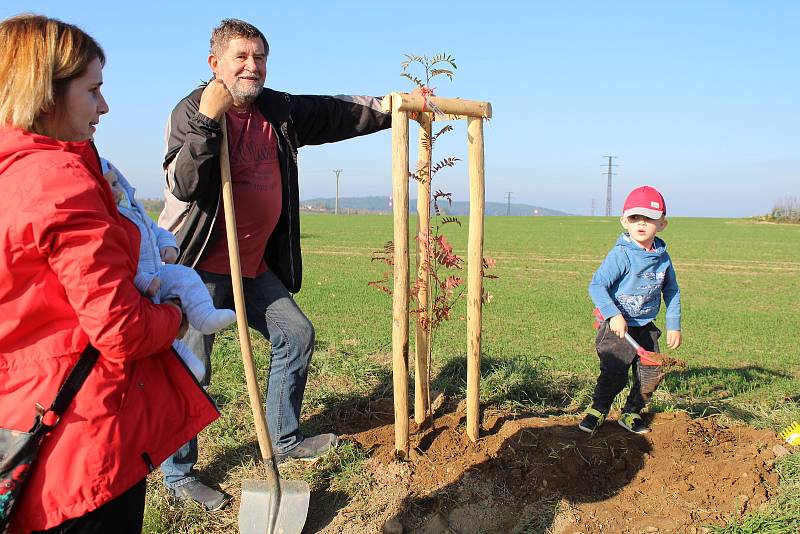 Za Pelhřimovem vznikla nová alej.