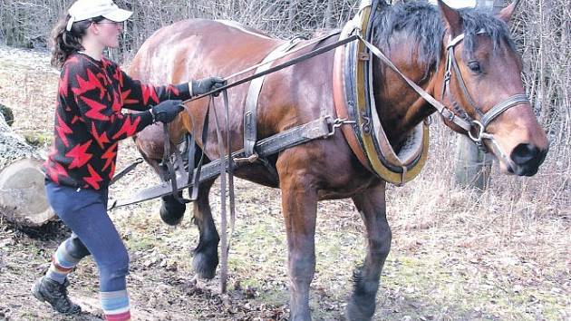 Budoucí chovatelé koní poznají při humpoleckých studiích každý detail tohoto oboru. Nachomýtli se i k tahání dřeva pro výrobu parkurových překážek. Čtyřletý valach Drak (vede jej ošetřovatelka Marie Filipová) si s tunovými kulatinami hravě poradil.