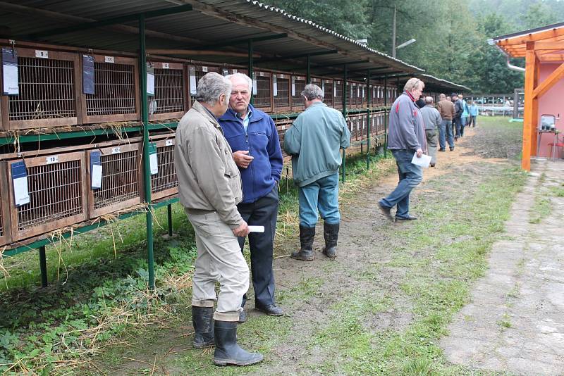 PESTRÁ NABÍDKA. Okresní výstava králíků, drůbeže a holubů v Pelhřimově. 