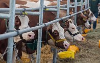 Více než čtyřicet procent z celkového stáda skotu představují krávy a ty daly 592 195 tisíc litrů mléka.