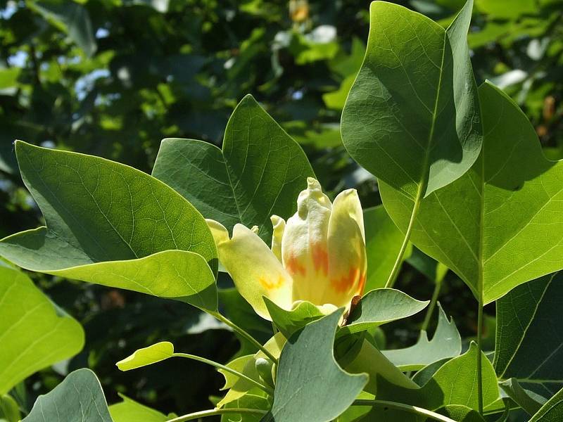 Ten, kdo v těchto dnech navštíví pelhřimovskou Děkanskou zahradu, může mimo jiné obdivovat i strom, který svými listy připomíná spíše javor. Při bližším pohledu ovšem zjistí, že skrývá i krásné žluté květy. 