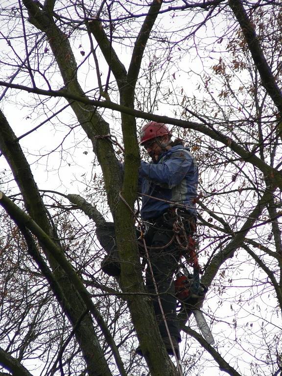 V úterý padl k zemi například strom u hřbitovní zdi v lokalitě u obřadní síně. 