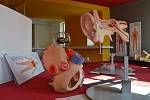 Nová expozice nabídne také modely lidského ucha a srdce v nadživotní velikosti.