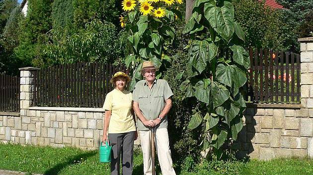 Vloni vypěstovali nejvyšší slunečnici manželé Doležalovi. (na snímku)