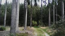4. Hezká cesta lesem