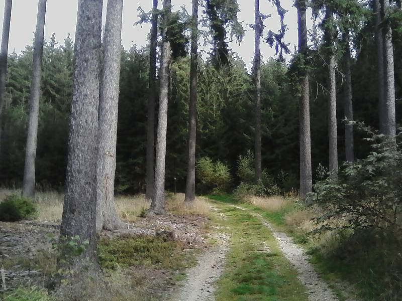 4. Hezká cesta lesem