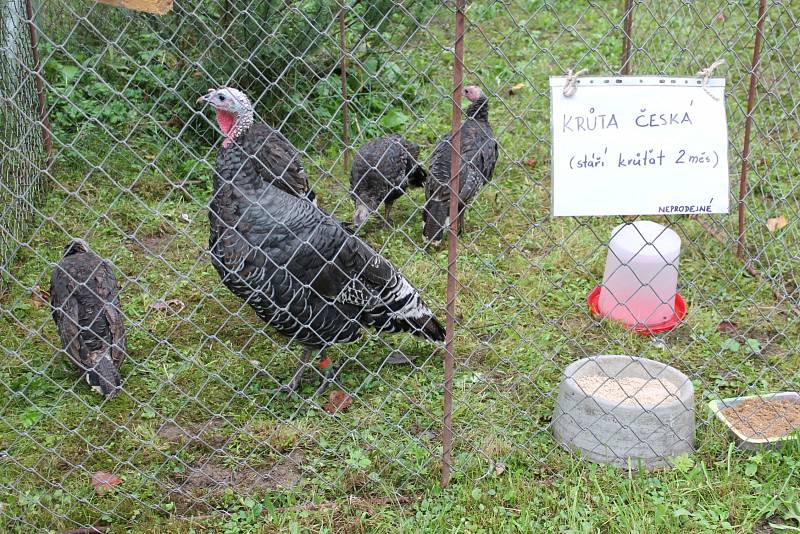 PESTRÁ NABÍDKA. Okresní výstava králíků, drůbeže a holubů v Pelhřimově. 