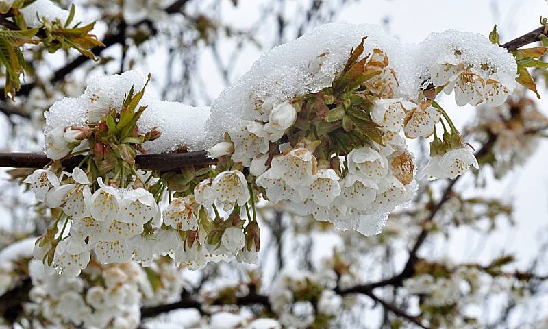 Poněkud bláznivé rozmary počasí. Sníh zasypal rozkvetlé stromy a keře v Horním Smrčném na Brtnicku.