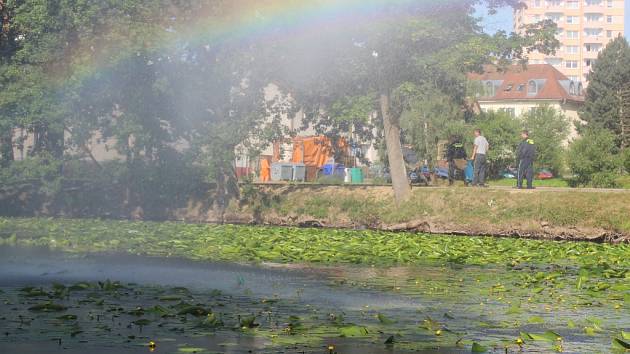 Ryby ve strachovském rybníku v Pelhřimově se kvůli nedostatku kyslíku, který jim bere stulík, dusí. Foto: 