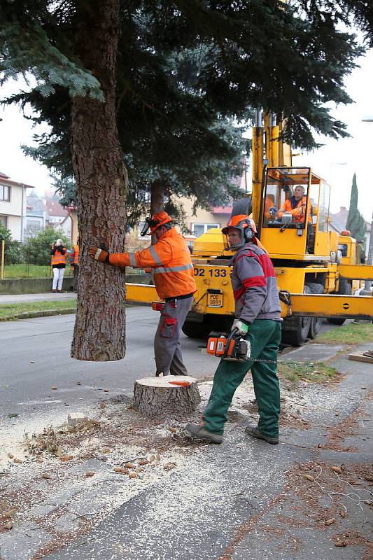 Kácení vánočního stromu a jeho následné umístění na Masarykově náměstí v Pelhřimově.