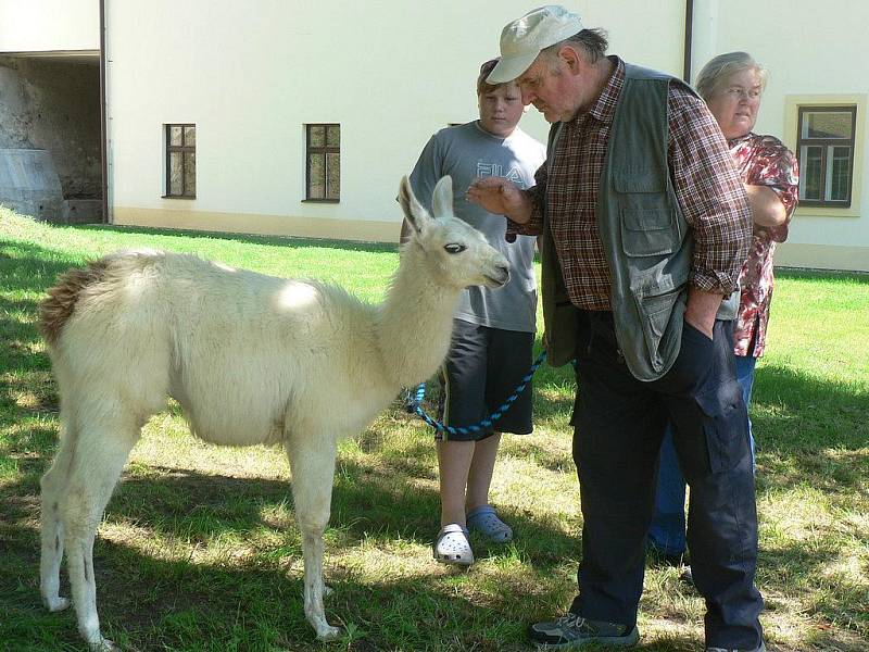 Pacovský jarmark.