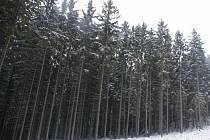 Les leží na hranicích katastru Janovic a Veselé a je vcelku dobře „schovaný“. 