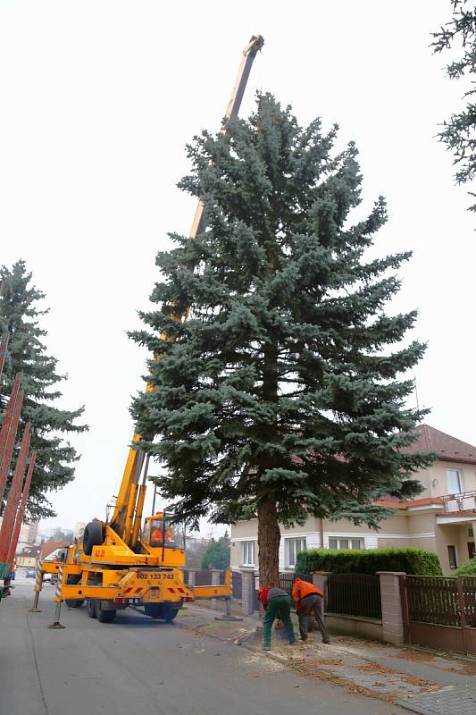 Kácení vánočního stromu a jeho následné umístění na Masarykově náměstí v Pelhřimově.