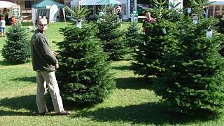 Vánoční stromek se stává totemem rodiny, říká jeden z největších pěstitelů  - Pelhřimovský deník