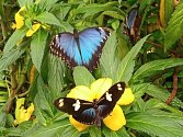 Výstava exotických motýlů v tropickém skleníku pražské botanické zahrady