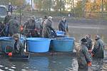Humpolečtí rybáři pozvali širokou veřejnost na víkendové výlovy rybníků Cihelna a Dvorák. Společenskou událost si užívali všichni bez rozdílu věku.