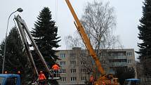 V úterý ráno pokáceli pracovníci Technických služeb města Pelhřimova v Družstevní ulici zhruba třináct metrů vysoký smrk pichlavý. 