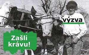 Muzeum Vysočiny Pelhřimov zveřejnilo výzvu „Zašli krávu“. Díky ní chce získat tematicky zaměřené osobní vzpomínky, fotografie či zážitky.