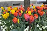 Kombinace žlutých a oranžových tulipánů letos rozzářily Velké náměstí v Písku.