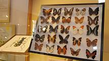 Vernisáž výstavy Příroda je mocná čarodějka aneb brouci a motýli nejen z Čech, Moravy a Slezska.