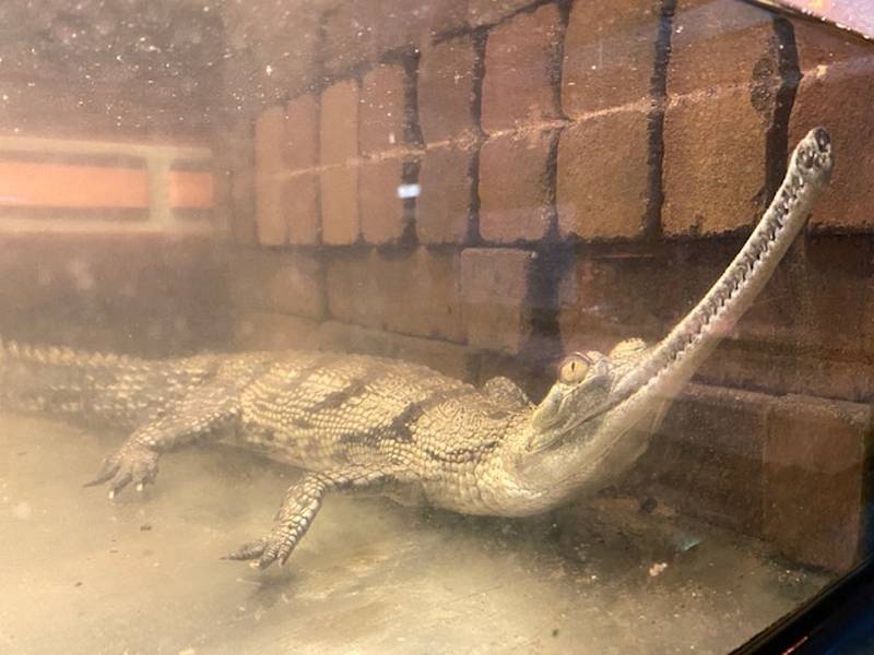 Krokodýli v Protivíně se nudí, vyhlížejí návštěvníky.