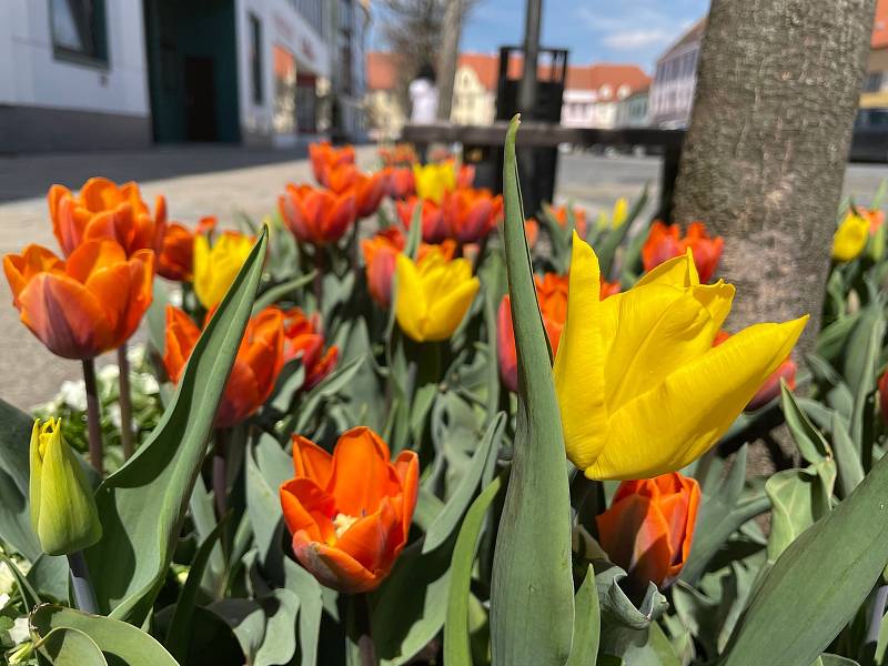 Pod stromy na Velkém náměstí rozkvetly tisíce tulipánů. Zahradníci Městských služeb Písek zasadili do všech 35 čtverců cibule žlutých tulipánů odrůdy Yokohama a oranžových tulipánů s fialovými plameny odrůdy Princess Irene. Doplňují je světlé macešky.