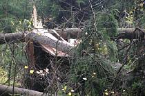Nedělní vichřice napáchala obrovské škody i v lesích. Ilustrační foto