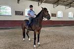 Výcvik koně pro službu u policie trvá přibližně rok a zahrnuje nejrůznější dovednosti.
