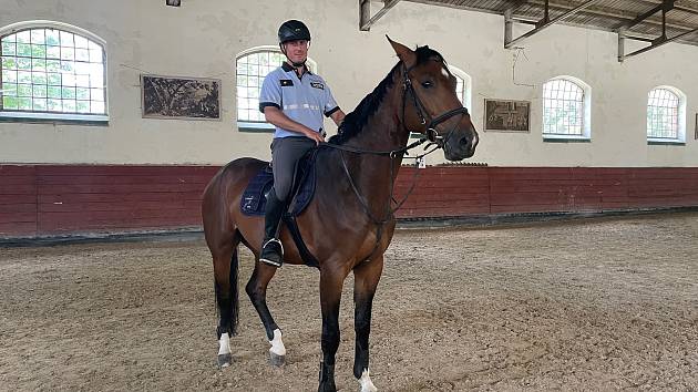 Výcvik koně pro službu u policie trvá přibližně rok a zahrnuje nejrůznější dovednosti.