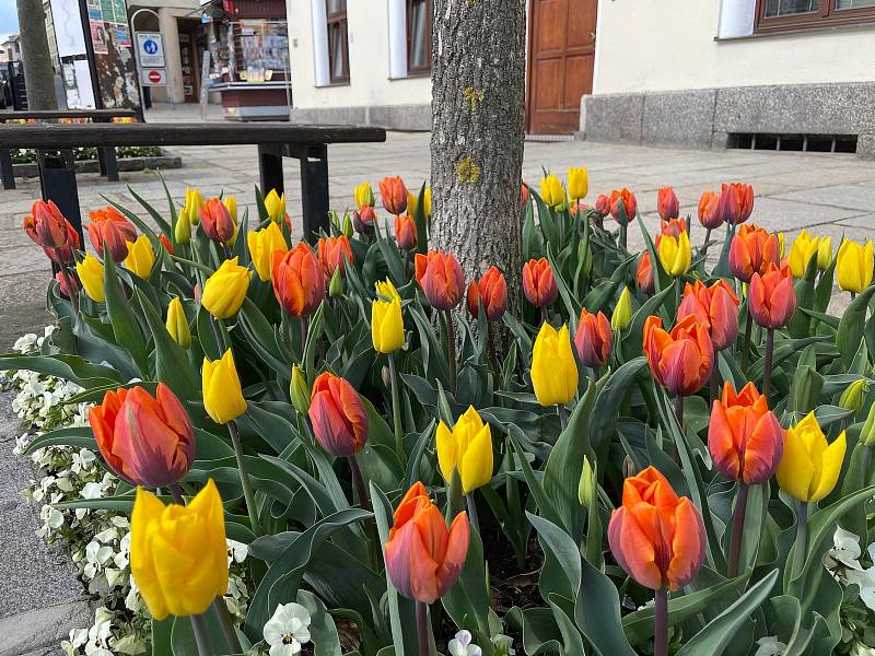Pod stromy na Velkém náměstí rozkvetly tisíce tulipánů. Zahradníci Městských služeb Písek zasadili do všech 35 čtverců cibule žlutých tulipánů odrůdy Yokohama a oranžových tulipánů s fialovými plameny odrůdy Princess Irene. Doplňují je světlé macešky.