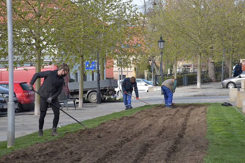 Zahradníci sází na Bakalářích v Písku stovky cibulek lilií.