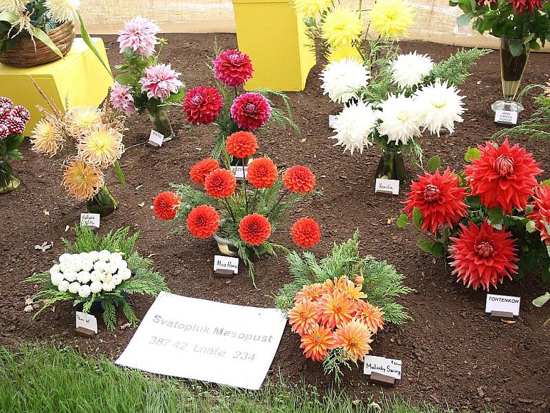 Tradiční výstava květin v Čimelicích.