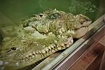 Pár krokodýlů amerických.