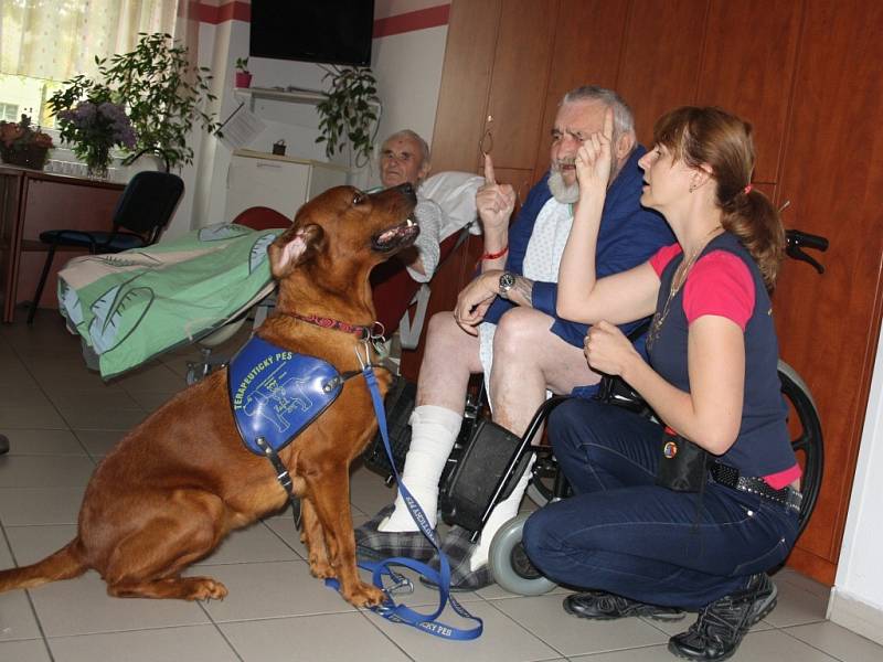 Petra Trojáková se svou fenkou Ellou dochází do písecké nemocnice od loňského podzimu. Na snímku jsou při léčbě s pacientem Karlem Pasauerem.