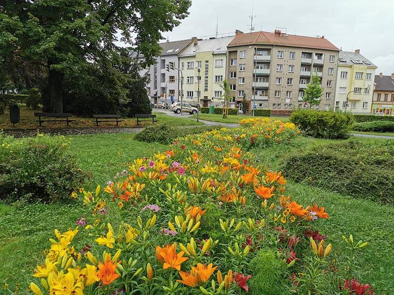 Písecké ulice a parky letos rozkvetly do krásy. Městské služby s odborem životního prostředí zrealizovaly výsadbu liliových luk i osazení různých druhů květináčů v centru.