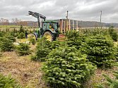 Plantáž vánočních stromků.
